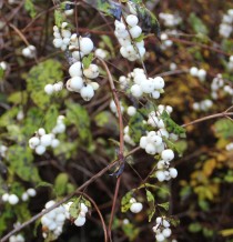 snowberry