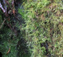 Long Moss