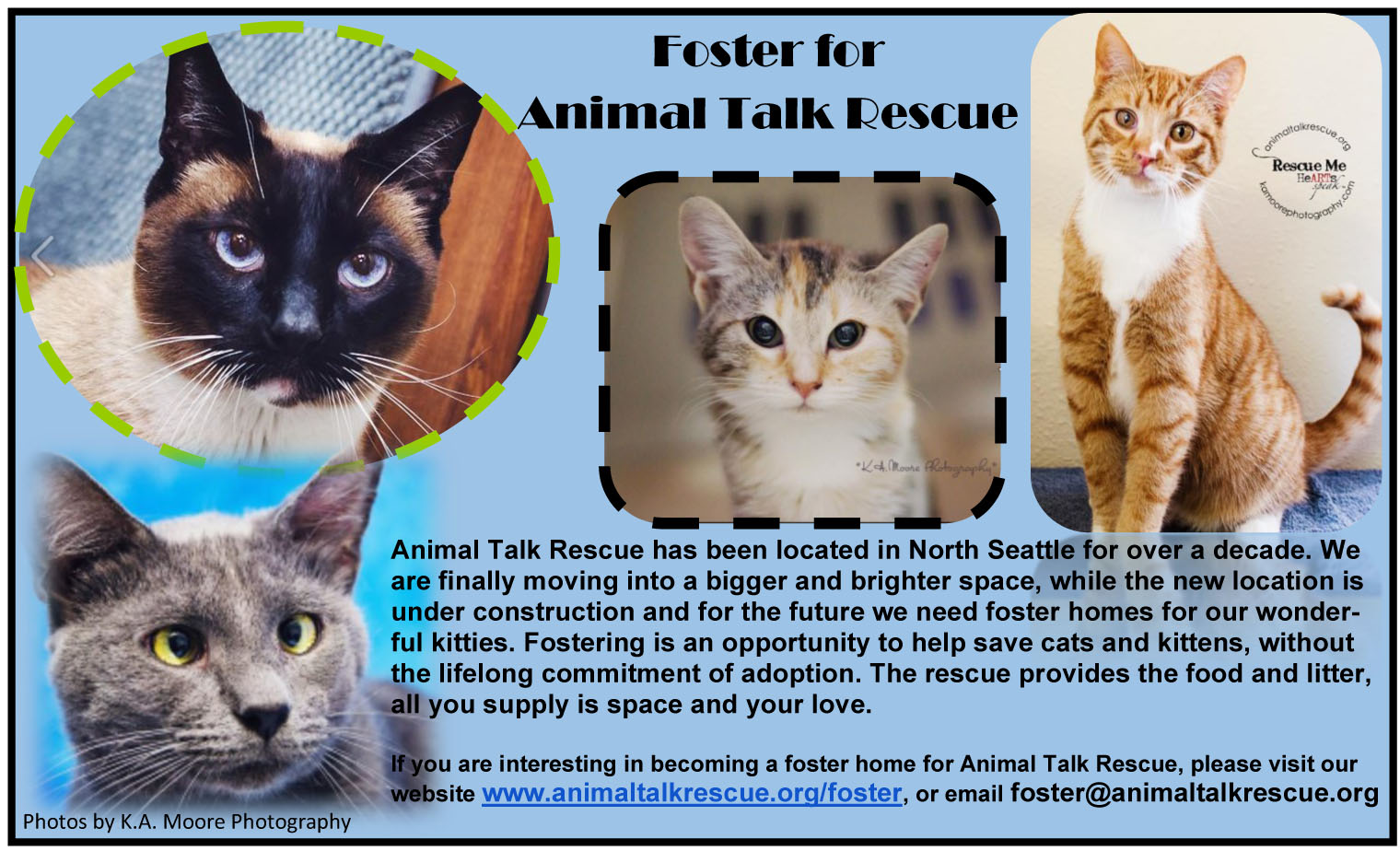 Can you help with finding foster homes for local Seattle cat rescue?